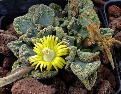 Titanopsis Calcarea Aizoaceae Image 62761 At PhytoImages Siu Edu