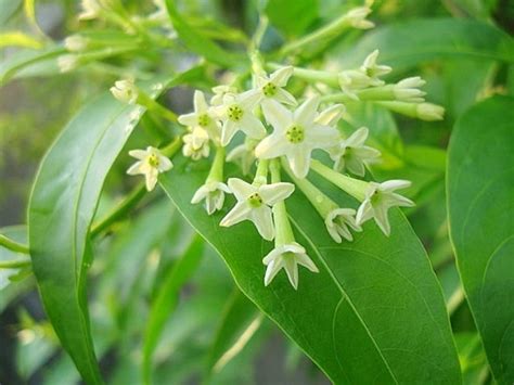 Night Blooming Jasmine Cestrum Live Plants Very Fragrant Etsy