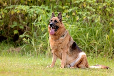 Alsatian | Dog Breed Information, Pictures, Traits & Facts