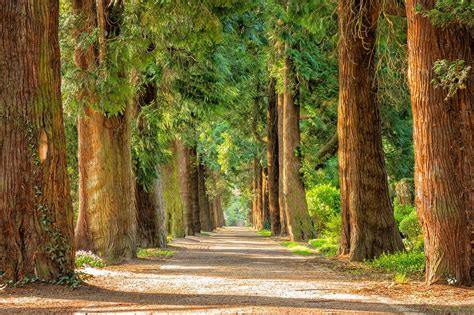 La Mappa Degli Alberi Monumentali Italiani A Portata Di Click Sky Arte