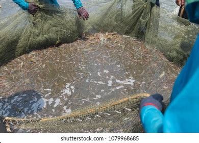 Shrimp Net Catch