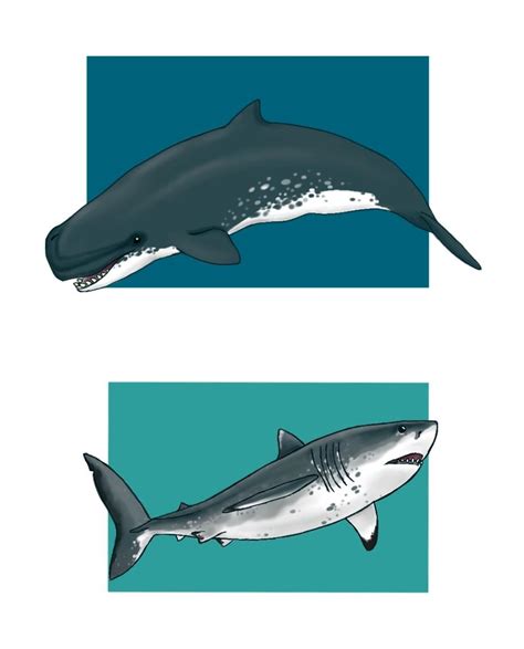 Livyatan melvillei and Otodus megalodon. Art by me : r/Paleoart