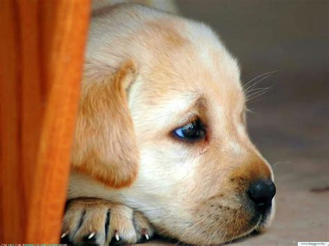 Labrador 1080P, 2K, 4K, 5K HD wallpapers free download | Wallpaper Flare