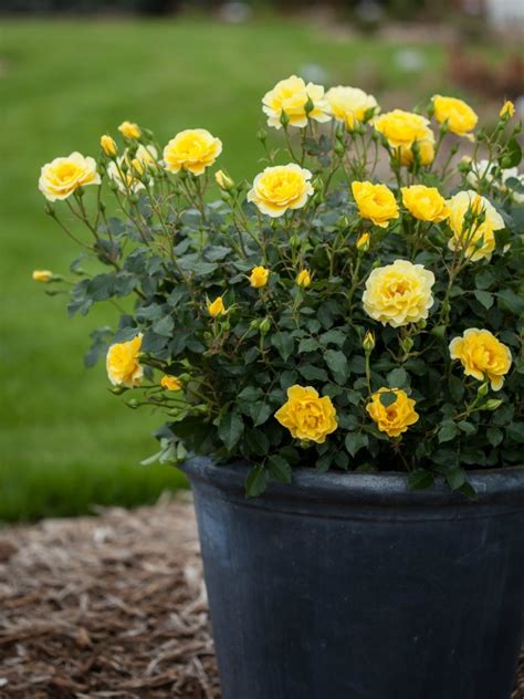 Container Rose Gardening Made Easy; Learn to grow roses in pots