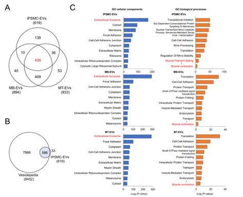 Proteomic Profiling Of Myocyte Derived Evs A Venn Diagram Showing