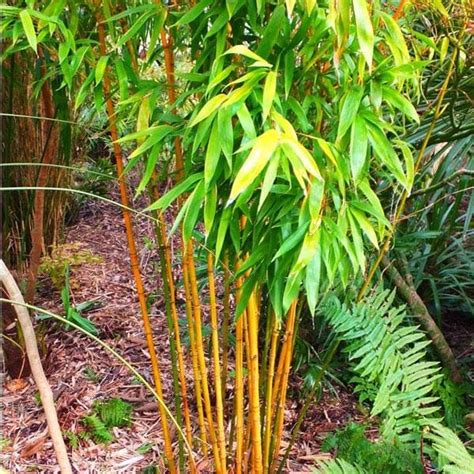 Buy Golden Bamboo Phyllostachys Aurea Plant Online From Nurserylive