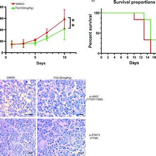 Tg Inhibits Tumor Growth In Vivo The Nude Mice Bearing