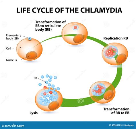 The Chlamydial Life Cycle Stock Vector - Image: 48309783