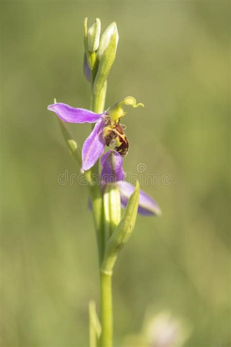 Bee Orchid Flowering In A Meadow Stock Photo Image Of Orchid Plantae