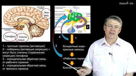 Дубынин В. А. - 100 часов школьной биологии - 1.13. Эндокринная система ...