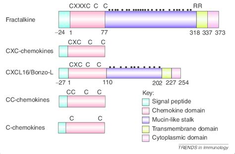 Schematic Structure Of Fractalkine Fractalkine Is A Large Protein Of