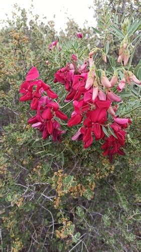 Lathyrus Splendens Inaturalist Mexico