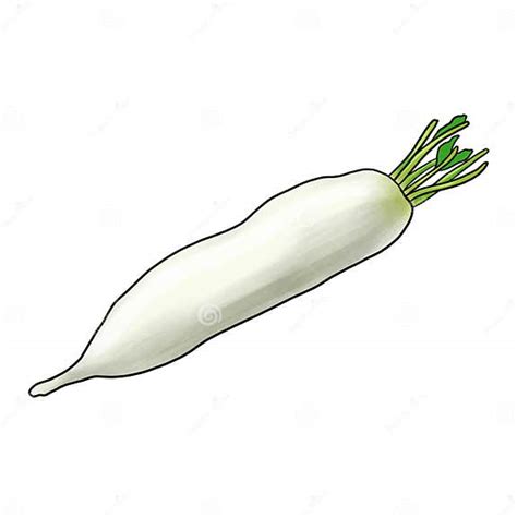 Drawing Daikon At White Background Stock Illustration Illustration Of