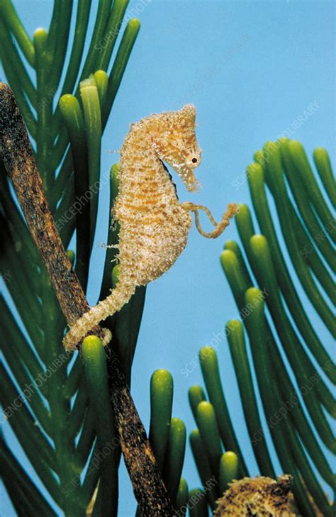 Seahorse giving birth - Stock Image - Z605/0789 - Science Photo Library