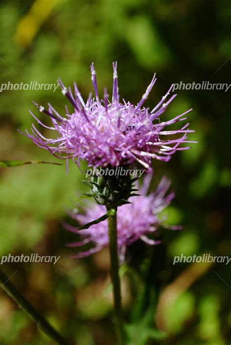 photolibrary