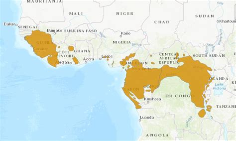 Les Chimpanz S Save Gabon S Primates