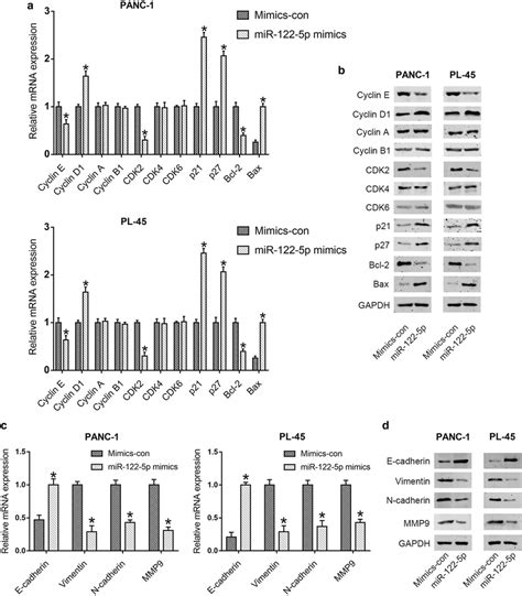 Mir 122 5p Regulated The Expression Of Proteins Associated With Cell