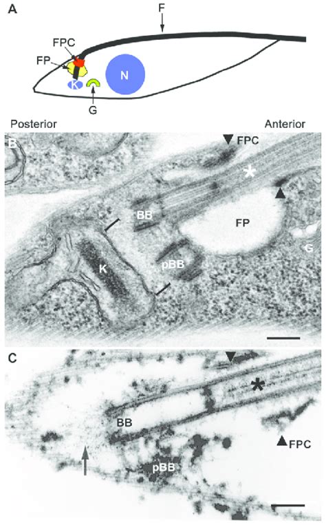 Schematic Diagram Of A T Brucei Procyclic Cell Showing Cell Polarity