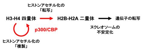 遺伝子発現を制御するエピゲノムの複製と転写 理化学研究所