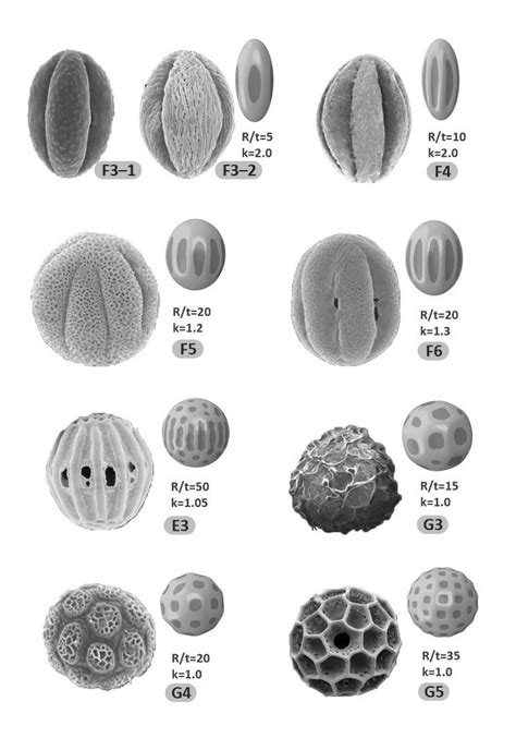 Natural morphology of fungal spores and their approximate FEM (Finite ...