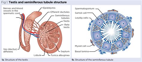 Endocrine System 7 Ovaries And Testes Placenta Pregnancy Nursing Times