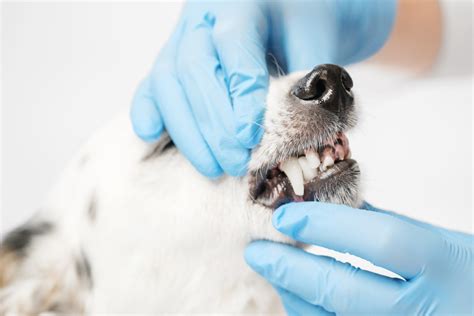 Caindo Dente Do Cachorro - Dente do cachorro: 5 dúvidas e curiosidades sobre o assunto - ZettaPET