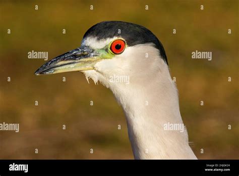 Black Crowned Night Heron Nycticorax Nycticorax Tucson Arizona United