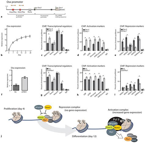 Pbx Displays A Pattern Of Gene Repressive Functionality On The Osterix