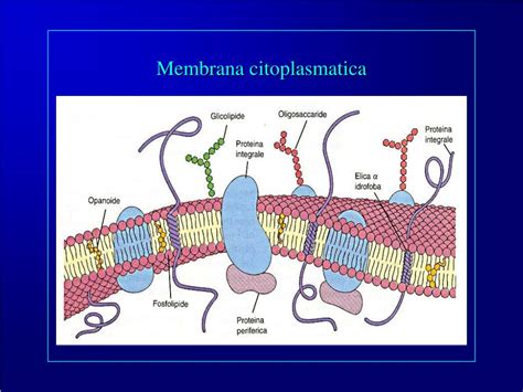 Membrana Citoplasmatica