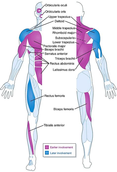 Facioscapulohumeral Muscular Dystrophy WikiProjectMed