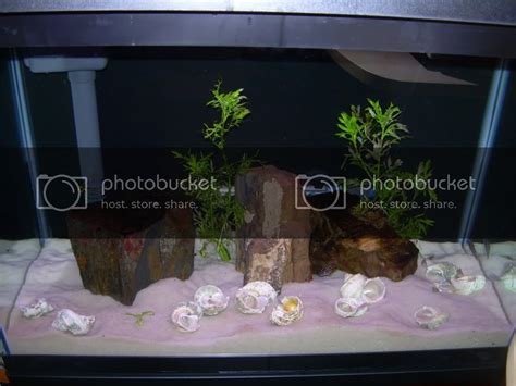 Neolamprologus Multifasciatus tank setup | Cichlid Fish Forum