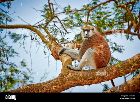 Patas Monkey Or Hussar Monkey Erythrocebus Pata Murchison Falls