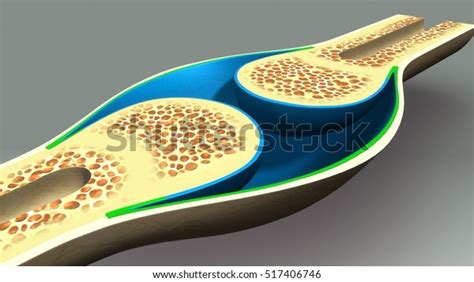 Bone Structure 3d Illustration Stock Illustration 517406746 Shutterstock