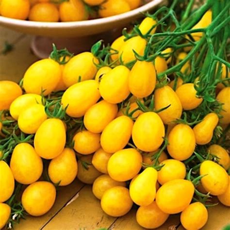 Coleção de tomate cereja pêra tomates em vaso Flores Frescas Online