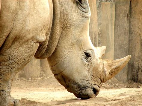 White Rhinoceros « Big Animals