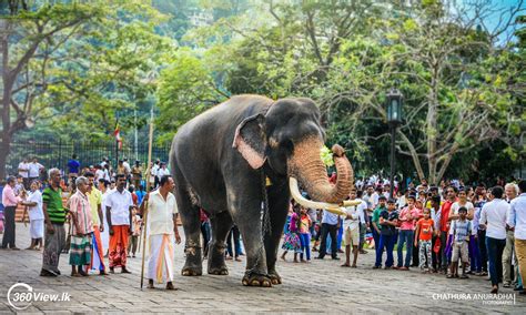 Kataragama Wasana Tusker The Lucky Noble Tusker View Lk Explore