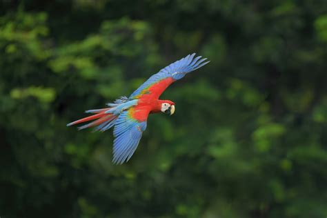 A Wildlife Extravaganza in Brazil