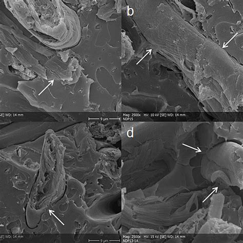 Sem Images Of The Cryo Fractured Surfaces Of The Pla Bskp Dumbbell