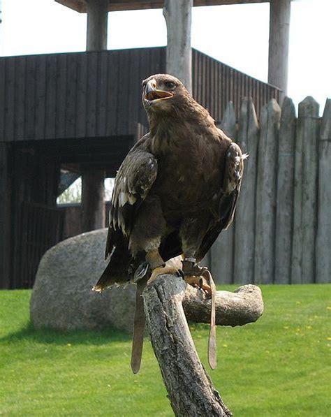 Birds Of The Bible Swift Eagles Lee S Birdwatching Adventures Plus