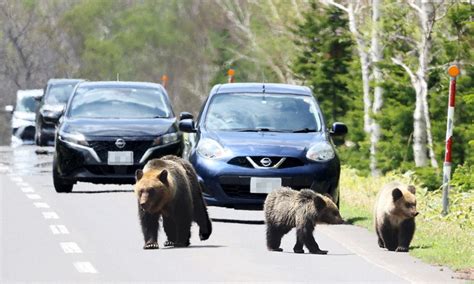 クマの人身被害急増 専門家「遭遇しないための予防策を」 毎日新聞