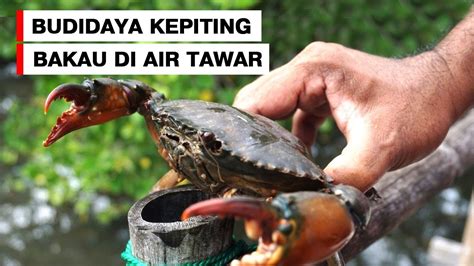 PANDUAN MUDAH BUDIDAYA KEPITING BAKAU DI AIR TAWAR USAHA MODAL KECIL