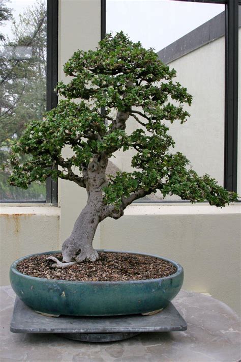 How To Care For Your Fukien Tea Bonsai Tree