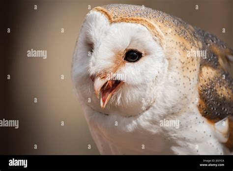 Barn Owl Feeding Stock Photo - Alamy