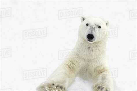 A Very Curious Polar Bear Ursus Maritimus Stands On Its Hind Legs To