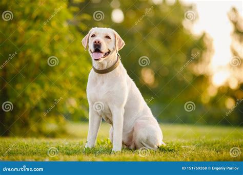 Happy Purebred Labrador Retriever Dog Outdoors Sitting On Grass Park Sunny Summer Day Stock ...