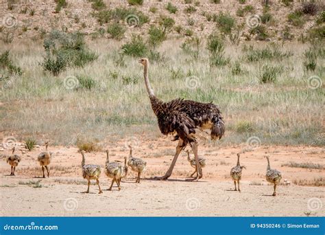 Mother Ostrich With Lots Of Chicks Stock Photo Image Of Animals