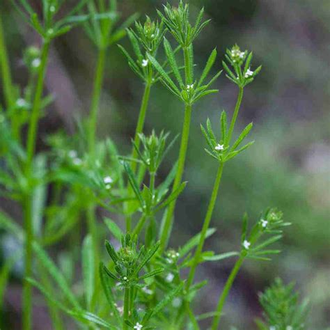 A Nourishing Cleavers Infusion Embracing The Springtime Magic The