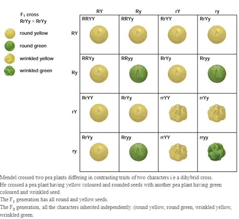 How Do Mendel S Experiments Show That Traits Are Inherited Ndependently