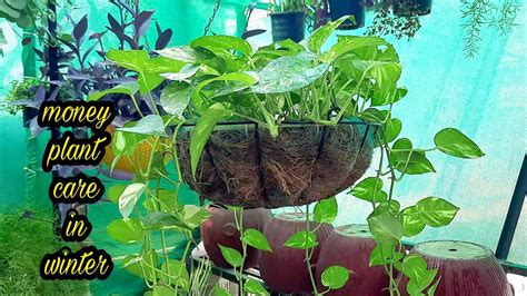 Money Plant Care In Winter Sumbul Sgarden Youtube