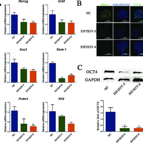 Pluripotency Analysis Of Es Derived Cell Lines A Expression Of Download Scientific Diagram